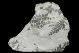 Pennsylvanian Fossil Fern (Neuropteris) Plate - Kentucky #176763-1